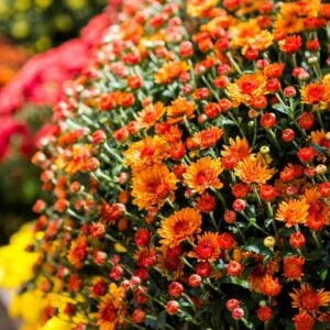 Annuals vs. Perennials: The Plant Drama Your Mother-in-Law Was Right About