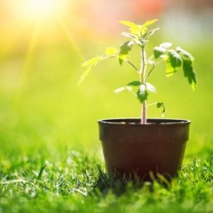 Forget What You’ve Heard: Baby Cucumbers THRIVE in These Container Setups