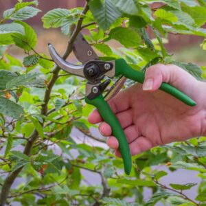 Dull Pruners Killing Your Plants? This Kitchen Drawer Hack Changes Everything