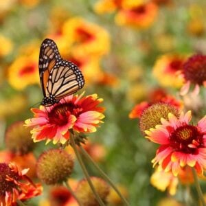 7 DIY Butterfly Magnets For Your Garden: Feed Them & They’ll Come