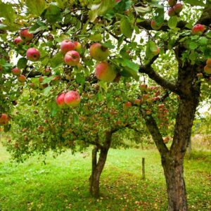4 Apple Tree Pruning Tricks for Beginners