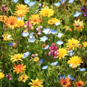The Secret Spring Flower List Most Garden Experts Keep to Themselves