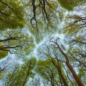 Tree Canopy Transformation: 9 Shade-Loving Blooms Your Garden Needs