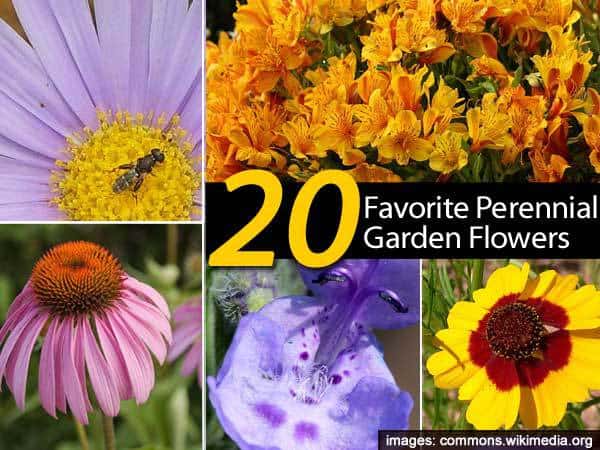 20-perennial-flowers-022814