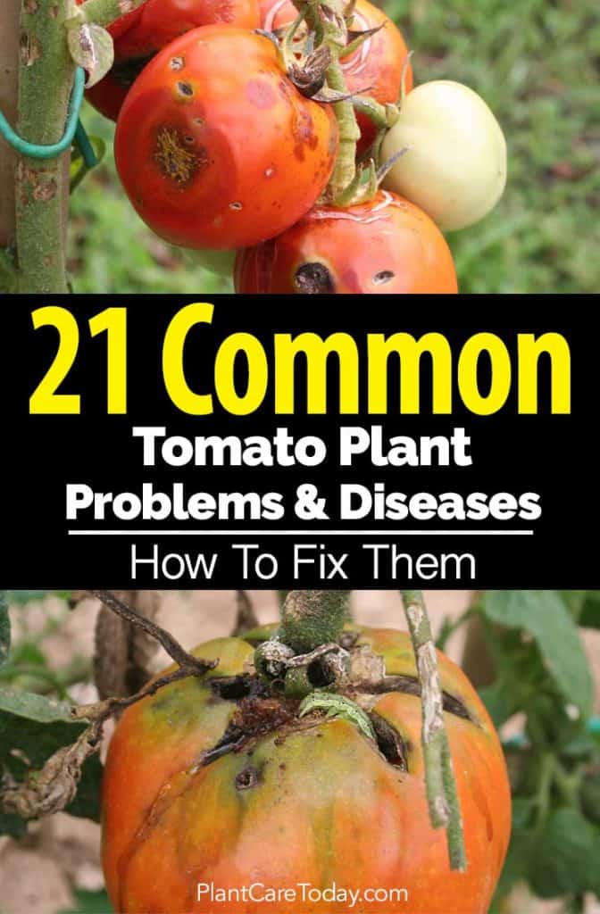 unhealthy tomato plant