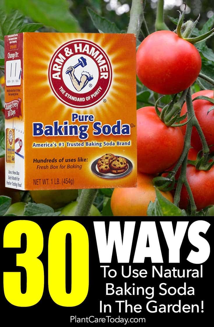 baking soda weed killer recipe