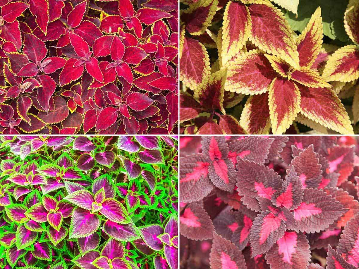 Coleus Plants - [HOW Grow, For The Mayana Plant