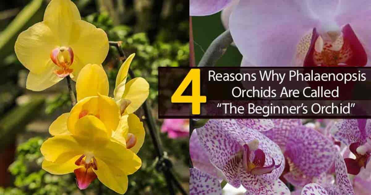 moth orchids the beginners orchid