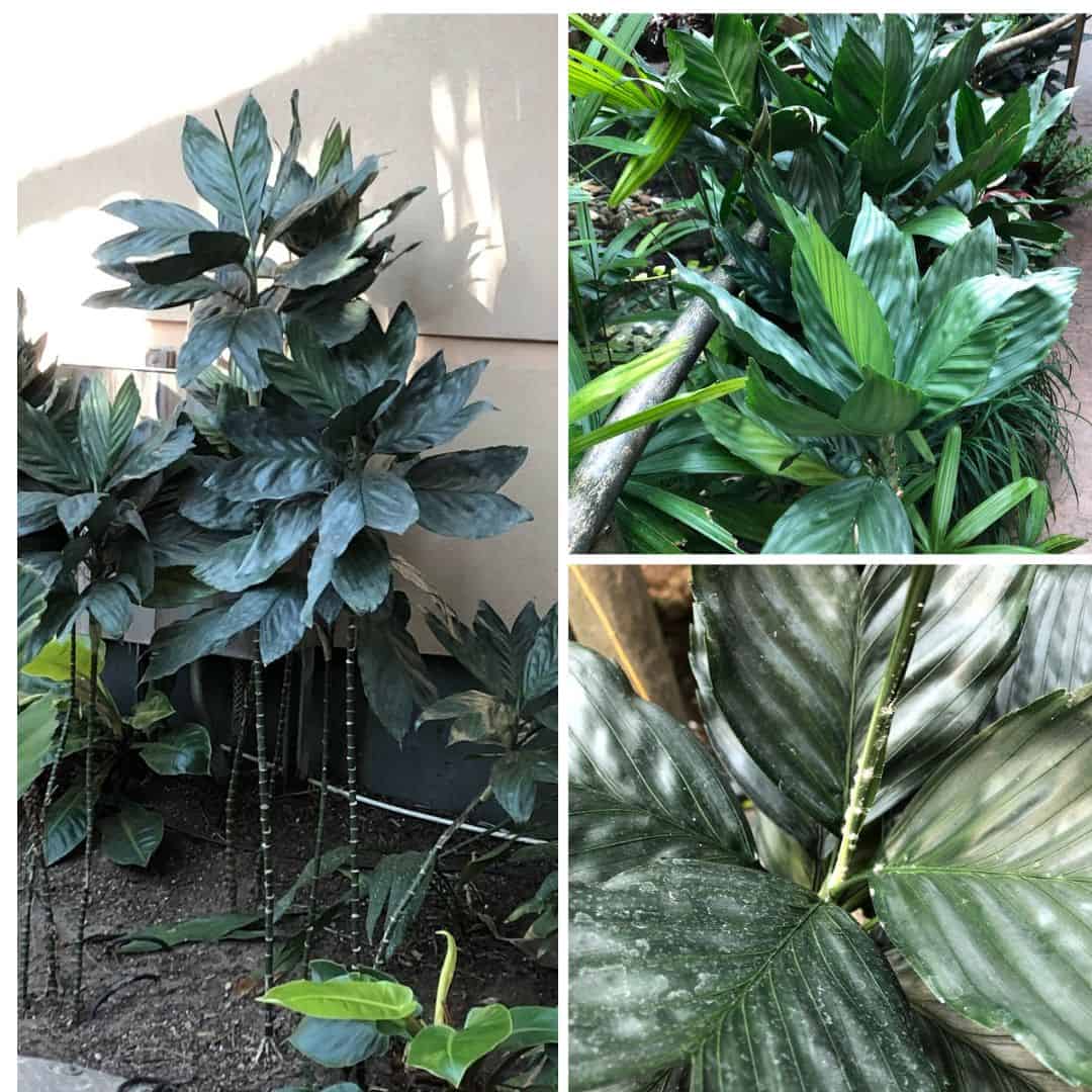 Image of a Chamaedorea metallica palm, also known as the Metallica Palm. The plant features dark metallic blue-green leaves with a fishtail shape. The leaves are large and undivided, growing from a single thin trunk. The palm is set against a plain background, highlighting its unique sheen and texture.
