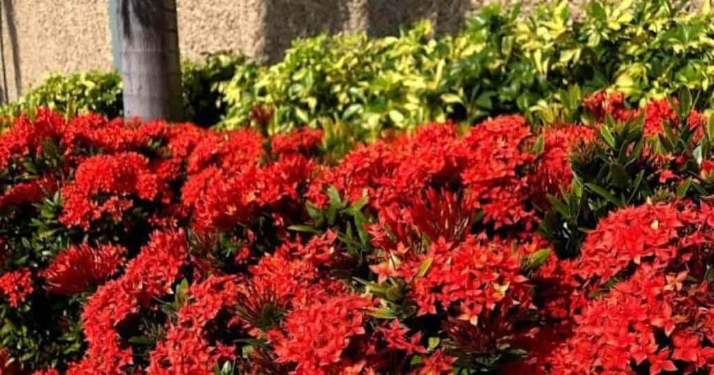 Small, vibrant red flowers on a dwarf ixora hedge.