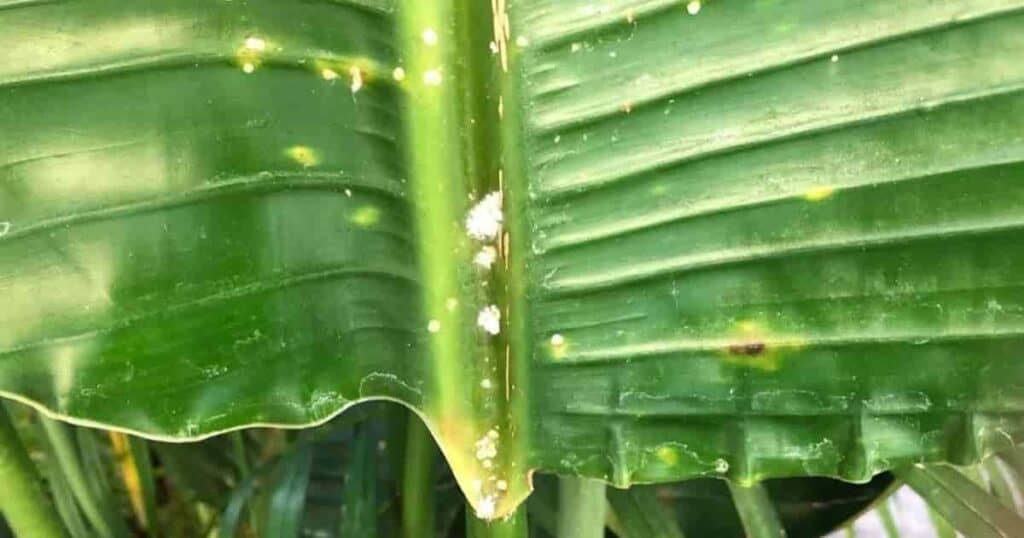 White bird of paradise plant with small white mealybug insects visible on the leaves and stem.