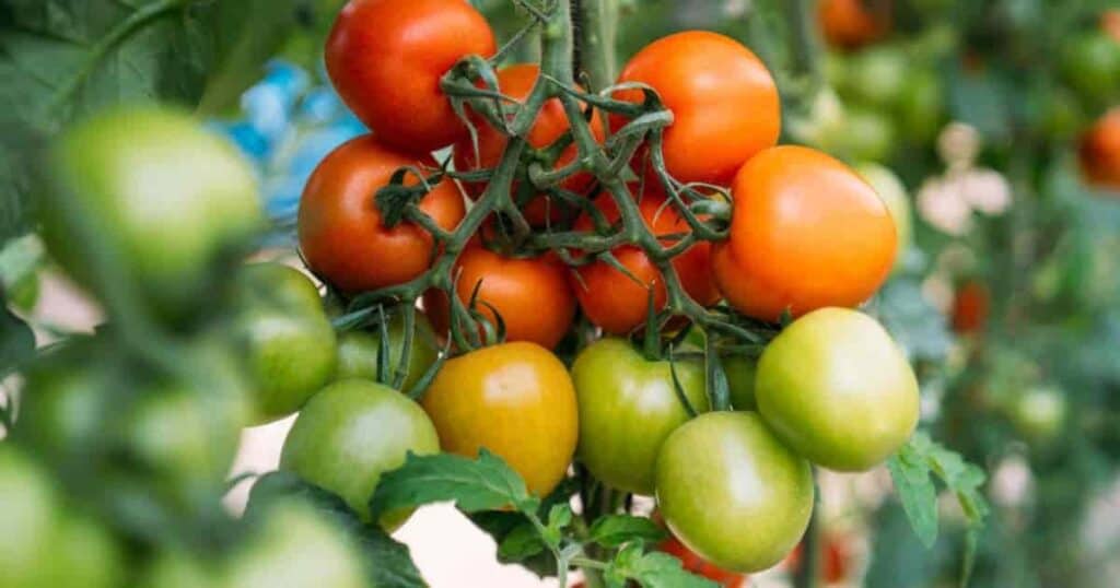 Ripe red tomatoes with green stems with a blurred green background.