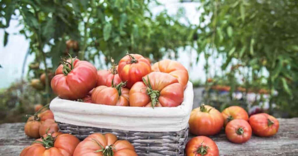 Ripe red plump, shiny tomatoes with green stems with a small dish of Epsom salt next to them.