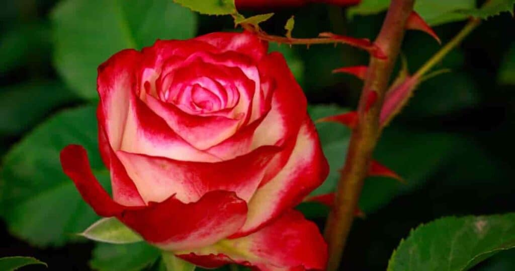 salt and a few pink roses with green leaves.