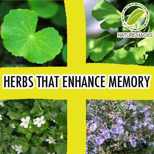 5 Herbs That Can Help Improve Memory