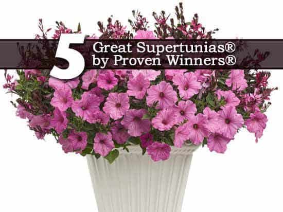 5 Great Supertunias® by Proven Winners®