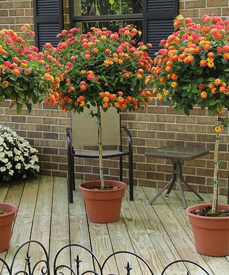 Lantana Confetti pruned into a tree via pinterest