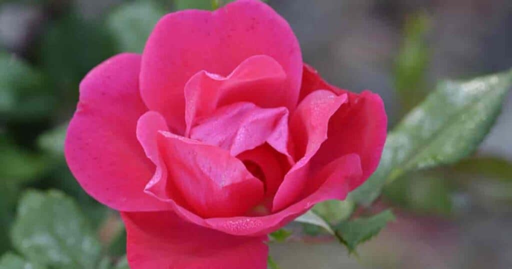 Knockout Roses Care: 5 Tips On How To Care For Knock Out Roses