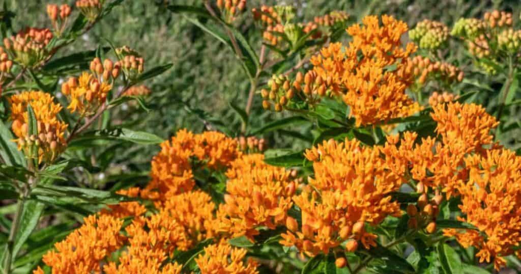 butterfly weed flowers attract pollinators