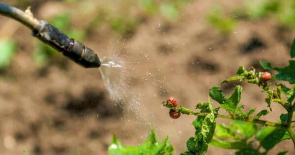 7 Ways: How To Control Colorado Potato Bugs and Beetles