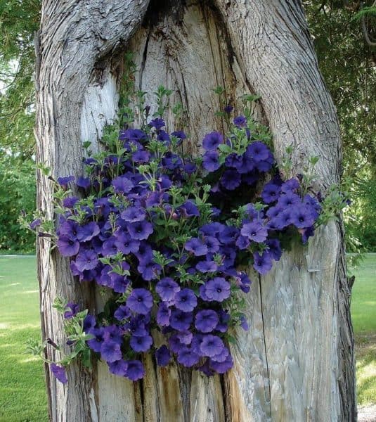 12+ Old Tree Stumps Transformed Into Beautiful Flower Planters