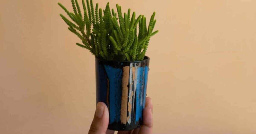 Grow by Gifting | Succulent Gifts