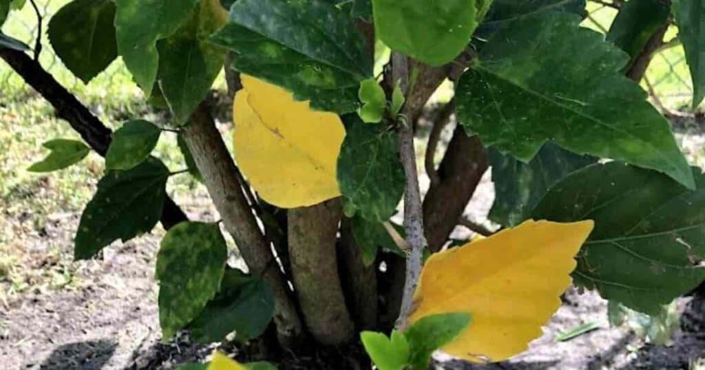 Hibiscus plant with yellow leaves, indicating possible issues with nutrients, water, or pests