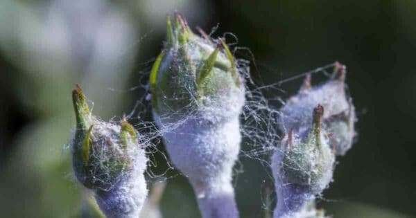 Powdery Mildew on Roses: How To Get Rid MIldew On Roses
