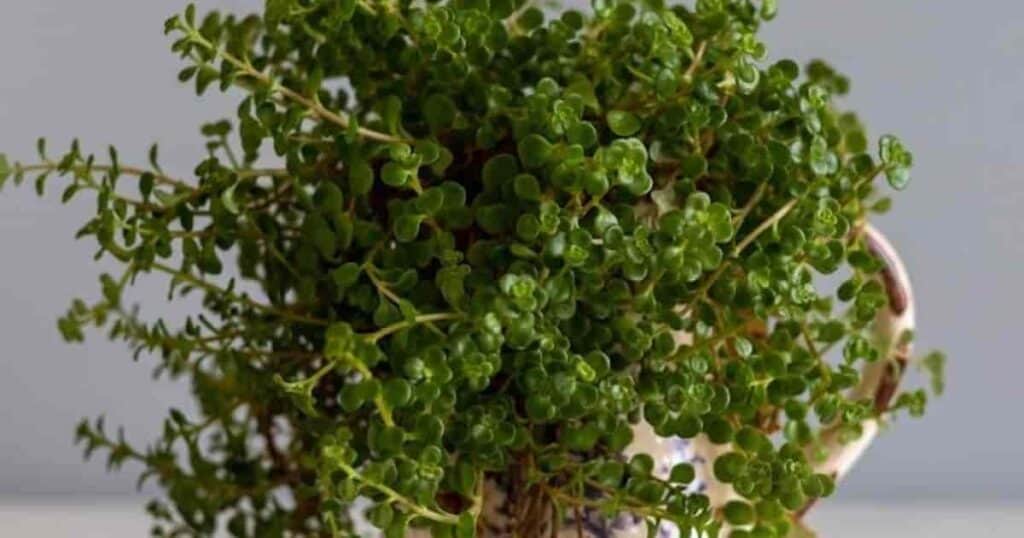 Baby tears plant, delicate, tiny green leaves