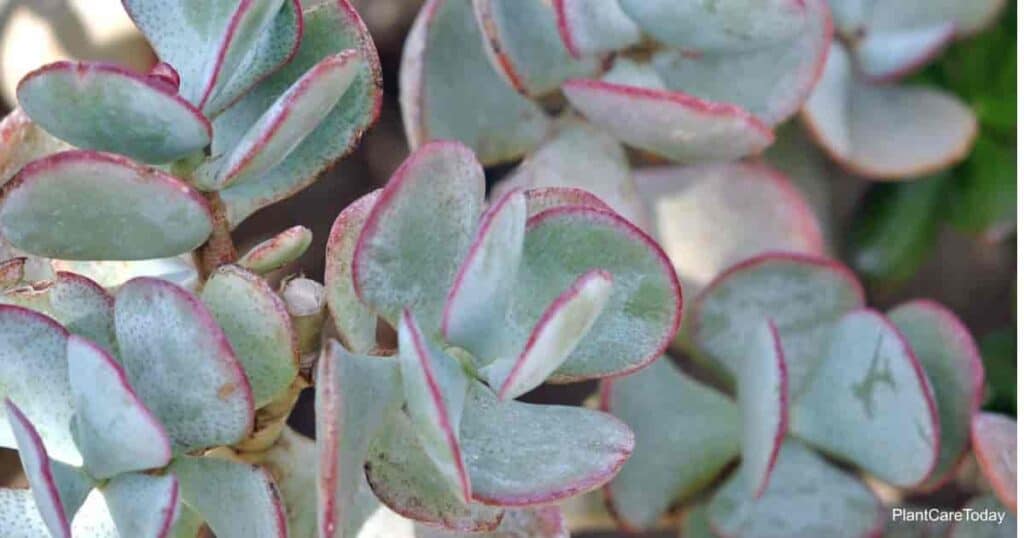 Crassula arborescens - Silver Jade Plant