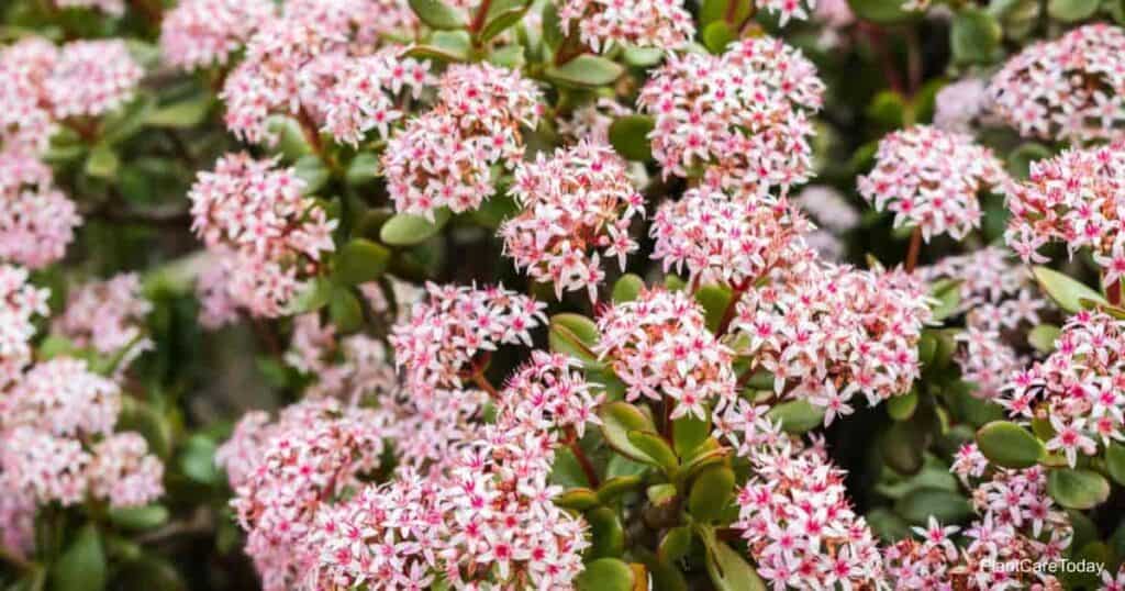 Crassula Botany Bay