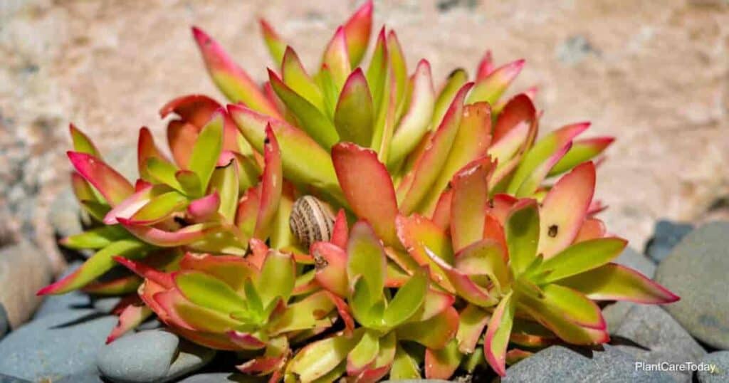 Crassula capitella Red Flames