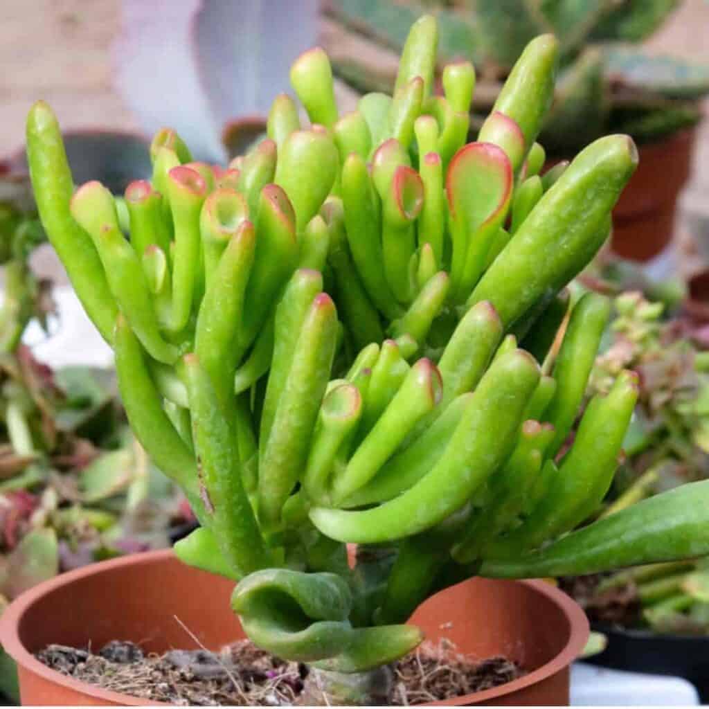 Crassula Hobbit