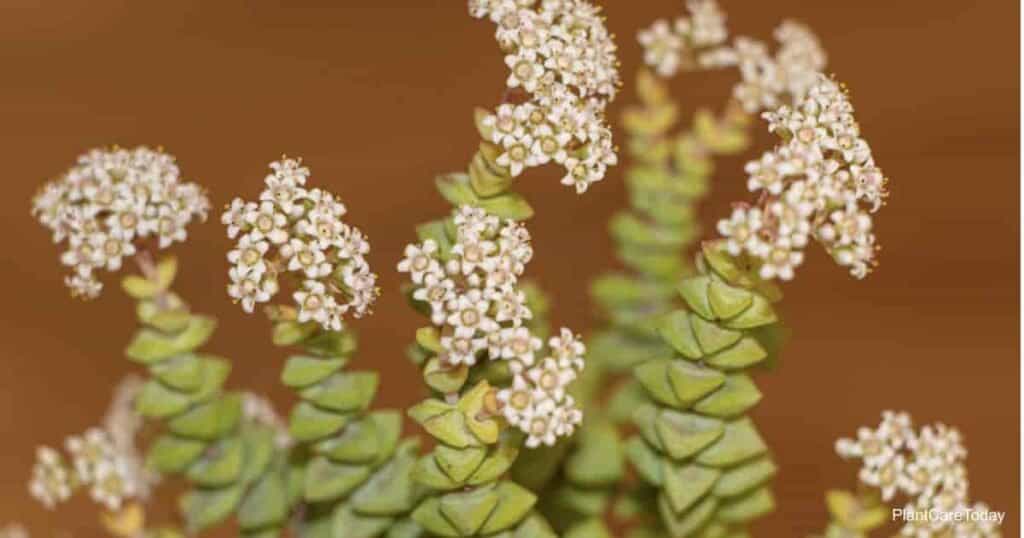 Crassula rupestris aka Baby Necklace plant