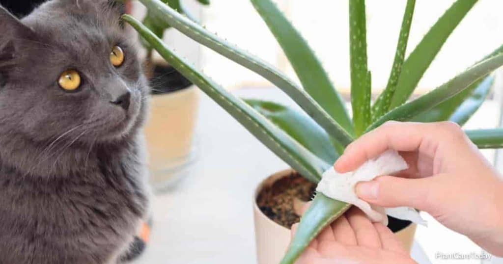 Are aloe plants hot sale poisonous to dogs