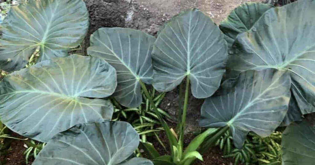 Elephant ear hot sale plant toxic dogs