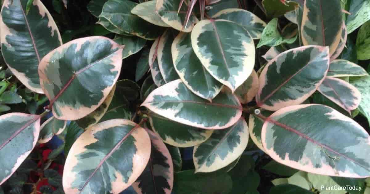 Is The Rubber Plant Poisonous?