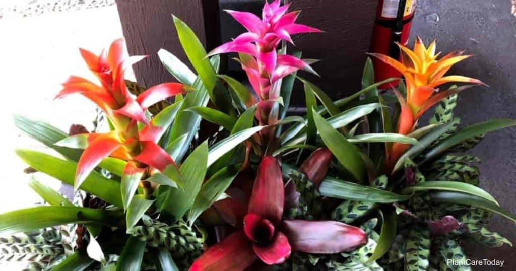 Gruppe av Bromeliad planter