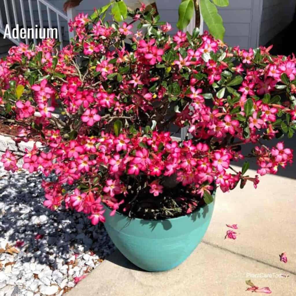 Potted Desert Rose full of flowers