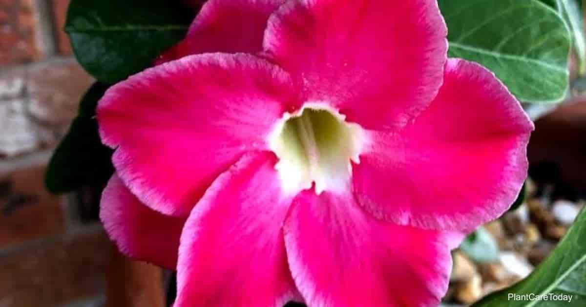 Close up of Desert Rose Flower
