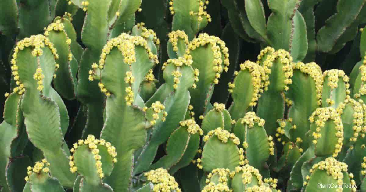Flowering Euphorbia resinifera up close