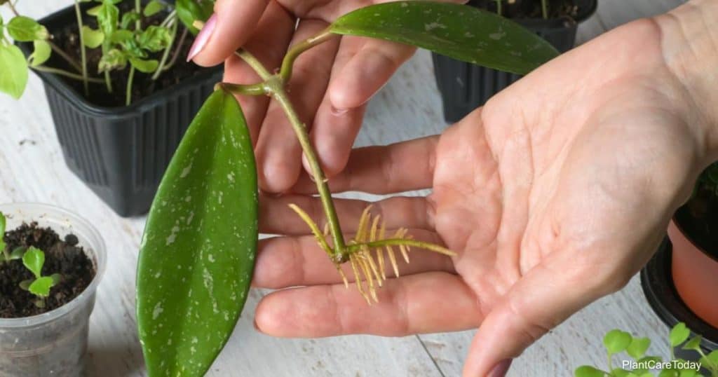 New roots starting on wax plant after propagating from Hoya stems