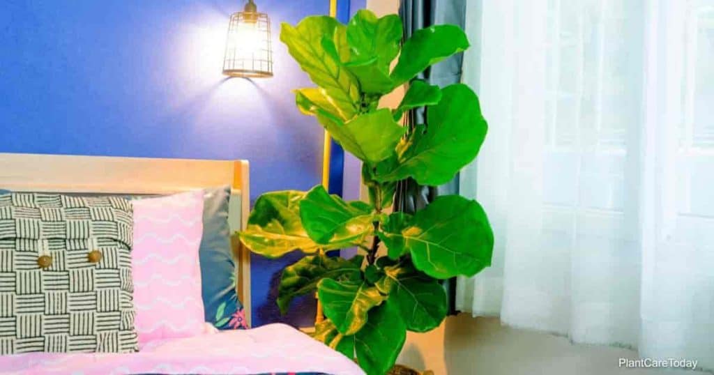 Fiddle leaf fig tree in the bedroom