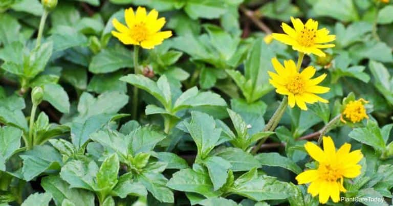 Seruni Rambat Wedelia Trilobata Plant Care: Grow Sphagneticola Groundcover