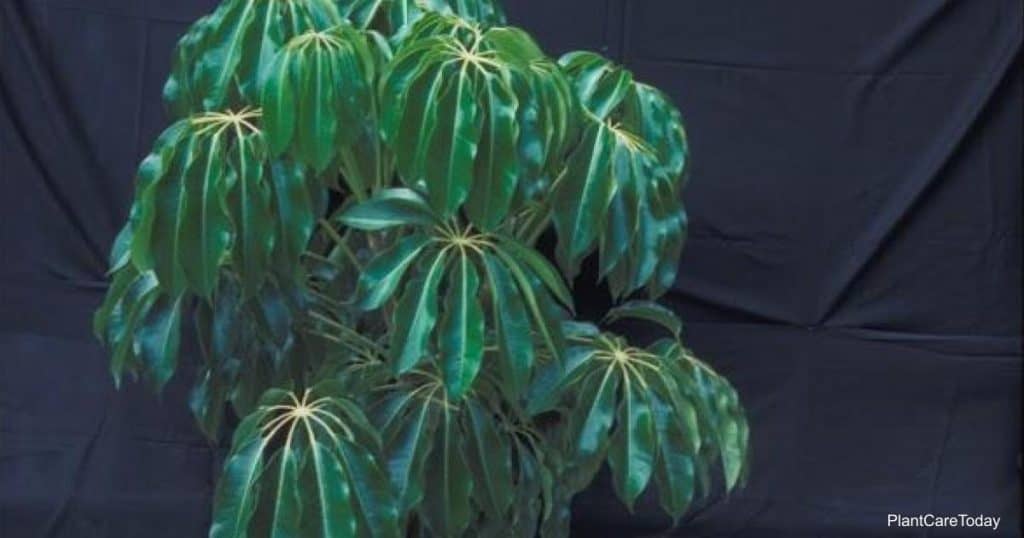 Schefflera Amate plant