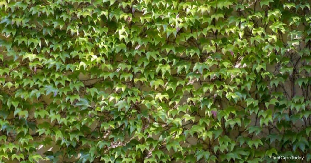 Is Virginia Creeper Vine Poisonous