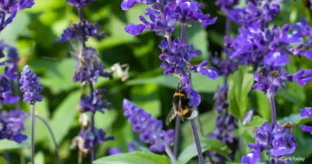 Flowering Salvia Officinalis