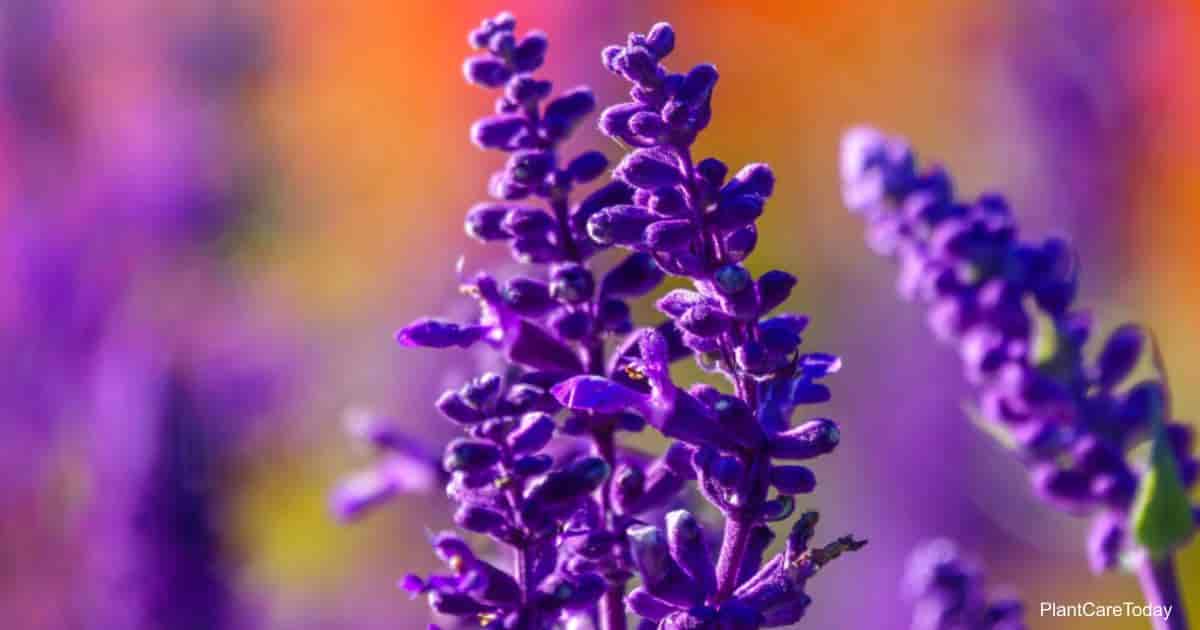 Blue Salvia farinacea flowers, or Mealy Cup Sage. A beautiful, brightly colored and eye-catching, full blooming purple flowers, bunch into long bouquet on red background, close-up, natural sunlight