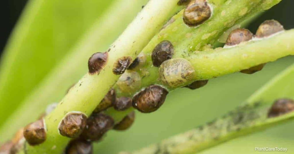 Soft scale colony feeding on leaf stems