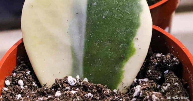 Hoya Soil: What Is The Best Soil For Growing Hoya Plants?